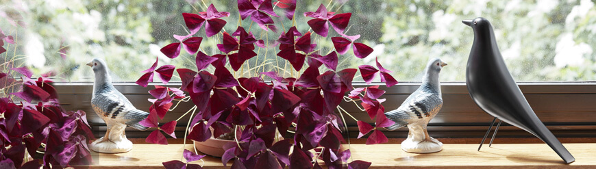 Accesorio James Bird para la oficina